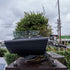 Stunning Pre Loved 3 Group Kees Van Der Westin Spirit Coffee Machine - Australia - Di Pacci